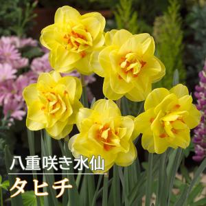 【10月上中旬より発送・早割】 水仙 球根 タヒチ 2球 八重咲き スイセン 秋植え プランター栽培 寄せ植え 花の大和