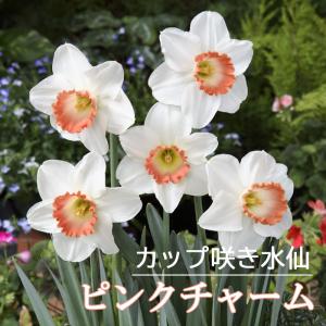 【10月上中旬より発送・早割】 水仙 球根 ピンクチャーム 2球 カップ咲き スイセン 秋植え プランター栽培 寄せ植え 花の大和