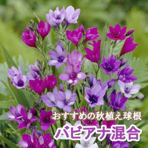 【10月上中旬より発送・早割】 バビアナ 混合 球根 12球 秋植え バラエティ 寄せ植え プランター 花壇 ガーデニング 花の大和