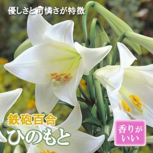 【８月上旬より発送・早割】 鉄砲百合 ひのもと 球根 2球 テッポウ ユリ 白 Lily 沖永良部島産 百合 夏植え 秋植え 冬植え 花の大和