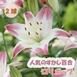 【10月上中旬より発送・早割】 すかし百合 【 ...の商品画像