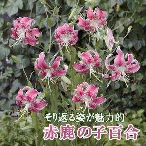 原種ユリ 球根 山ユリ 2球 ユリの球根 ヤマユリ 山百合 : 花と緑 国