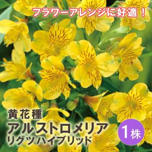 アルストロメリア リグツハイブリッド 黄 花種 ...の商品画像