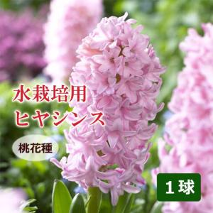 【10月上中旬より発送・早割】 水栽培用 ヒヤシ...の商品画像