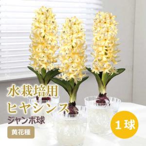 【10月上中旬より発送・早割】 水栽培用 ヒヤシンス ジャンボ球 黄花種 球根 1球 イエロー 水耕栽培 花の大和