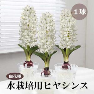 【10月上中旬より発送・早割】 水栽培用 ヒヤシ...の商品画像