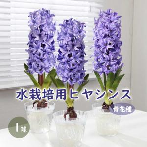 ヒヤシンス 水栽培 ポット 【 クリア 】 1球用 球根別売り 透明