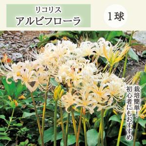 【８月上旬より発送・早割】 リコリス アルビフローラ 球根 1球 秋出葉型 白 ヒガンバナ 彼岸花 曼珠沙華 まんじゅしゃげ 夏植え 秋咲き 花の大和