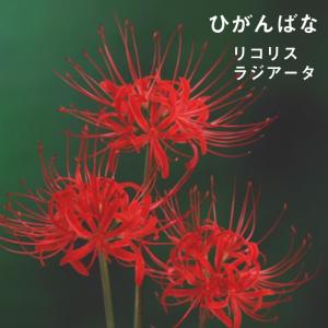 【８月上旬より発送・早割】 リコリス ラジアータ 球根 3球 秋出葉型 ヒガンバナ 彼岸花 曼珠沙華 まんじゅしゃげ 夏植え 秋咲き 花の大和