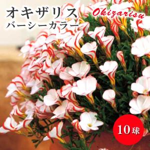 【８月上旬より発送・早割】 オキザリス バーシーカラー 球根 10球 二色絞り 夏植え バラエティ 秋咲き 毎年咲く 植えっぱなし 花壇 鉢植 花の大和