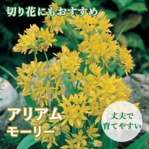 【10月上中旬より発送・早割】 花のかわいい アリアム アリウム 【 モーリー 】 球根 10球 秋植え 初心者向き 育てやすい ガーデニング 花の大和