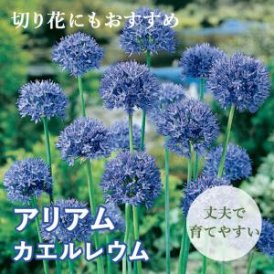 【10月上中旬より発送・早割】 花のかわいい アリアム アリウム 【 カエルレウム 】 球根 10球 秋植え 初心者向き 育てやすい 花の大和