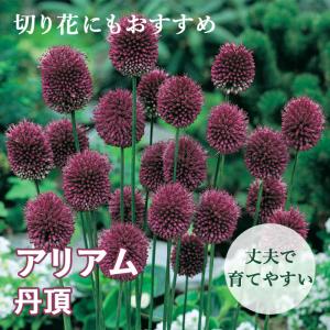 アリウム丹頂の商品一覧 通販 Yahoo ショッピング