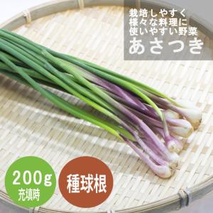 あさつき 種球根 200g 野菜 料理 プランタ...の商品画像