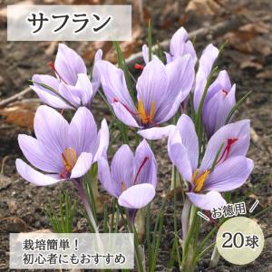 サフラン 球根 20球 お徳用 水なし 土なし でも開花 簡単 初心者向け 育てやすい 夏植え 秋咲き saffron 花の大和