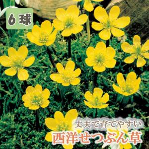 【10月上中旬より発送・早割】 西洋 せつぶん草 （ エランシス シリシカ ） 球根 6球 わびの球根 秋植え 和風 ガーデン 花の大和