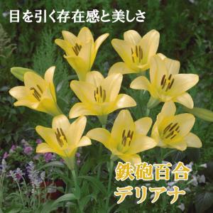 【10月上中旬より発送・早割】 鉄砲百合 【 デリアナ 】 球根 2球 テッポウ ユリ Lily 百合 黄 イエロー 秋植え 冬植え 鉢植え 花壇 花の大和
