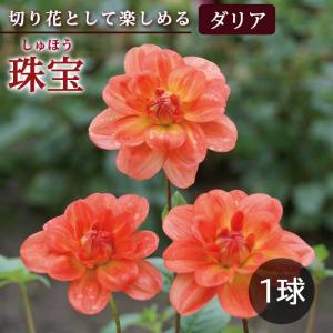 ダリア 球根 春植え 【 カット フラワー ダリア】 珠宝 しゅほう 1球 dahlia 花の大和