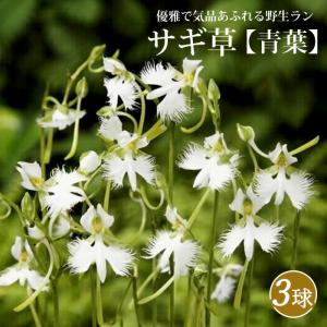 サギ草 【 青葉 】 球根 3株 野生ラン サギソウ 鉢植え 切り花 多年草 山野草 冬植え 花の大和