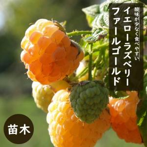 ラズベリー 苗 苗木 ファールゴールド イエローラズベリー 黄色１２ｃｍポット