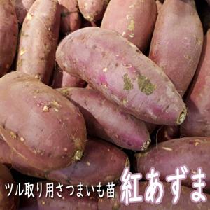 令和8年度切り苗 紅あずま べにあずま 苗10本 切り苗 ○さつまいも苗