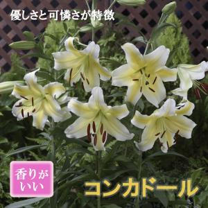 【10月上中旬より発送・早割】 カサブランカ 球根 コンカドール （ イエロー カサブランカ）1球 オリエンタル リリー 黄 lily 百合 秋植え 冬植え 花の大和