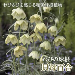 【10月上中旬より発送・早割】 貝母百合 球根 2球 わびの球根 バイモユリ ゆり 秋植え 和風 ガーデン 花の大和