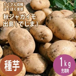 【８月中旬より発送・早割】 種 じゃがいも デジマ 出島 約1kg ※大小ミックス※ 秋じゃが 秋植え 馬鈴薯 種芋 家庭菜園 花の大和