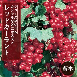 カシス苗 ブラックカーラント 3号ポット苗 : 苗木部 花ひろば