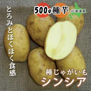 種 じゃがいも シンシア 500ｇ 北海道産 芋サイズ：S〜2L 種 ジャガイモ 馬鈴薯 種芋 家庭菜園 登録品種 春植え｜hananoyamato-online