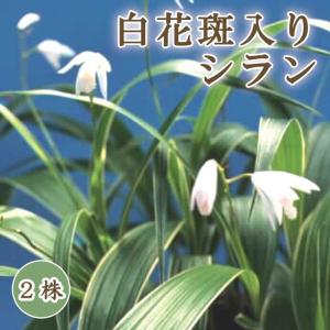 【 白花 斑入り シラン 】 球根 2株 紫蘭 シラン 紫 山野草 多年草 シェードガーデン 冬植え 花の大和