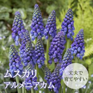 【10月上中旬より発送・早割】 ムスカリ 【 アルメニアカム 】 球根 10球 秋植え コレクション 寄せ植え デッカー植え 花の大和