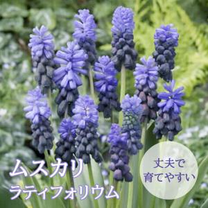 【10月上中旬より発送・早割】 ムスカリ 【 ラティフォリウム 】 球根 10球 秋植え コレクション 寄せ植え デッカー植え 花の大和