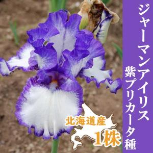 【予約・早割】 ジャーマンアイリス 球根 【 紫...の商品画像