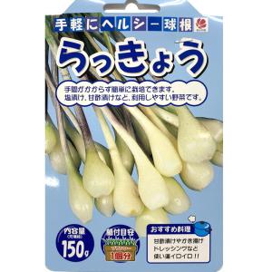 【８月中旬より発送・早割】 らっきょう 種 球根 150ｇ ヘルシー 野菜 家庭菜園 プランター 栽培 園芸 花の大和