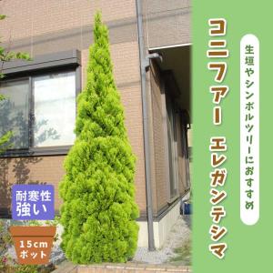 コニファー エレガンテシマ 15cmポット 苗 庭木 シンボルツリー 生垣 常緑針葉樹 寄せ植え 洋風 球果植物