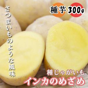 種 じゃがいも インカのめざめ ３００ｇ 種イモのサイズ：２S〜M