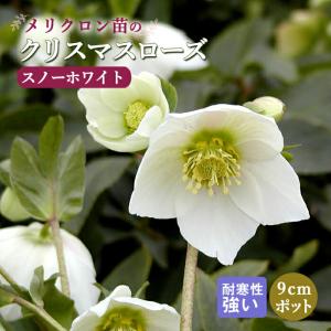 クリスマスローズ 苗 スノーホワイト メリクロン苗 9ｃｍポット 冬 花壇 耐寒性 ガーデニング ヘレボルス ミヨシ