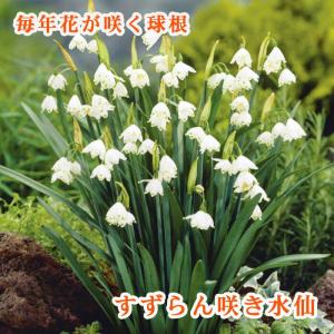 【10月上中旬より発送・早割】 すずらん咲き 水仙 球根 4球 スノーフレーク エスティバム 植えっぱなし 秋植え 寄せ植え プランター 花壇 毎年花が咲く 花の大和