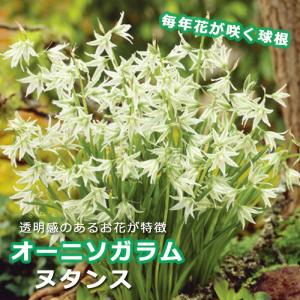 球根 植えっぱなし 秋植え オーニソガラム ヌタンス