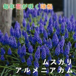花の大和 球根 豪華な巨大輪八重咲き ダブルカサブランカ ホワイト