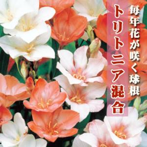 植えっぱなし 球根の商品一覧 通販 Yahoo ショッピング