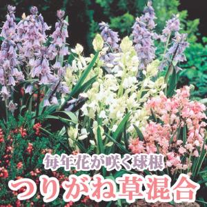 【10月上中旬より発送・早割】 つりがね草 混合 球根 5球 植えっぱなし 秋植え 寄せ植え プランター 花壇 毎年花が咲く 花の大和
