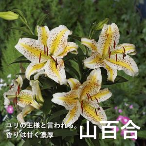 【10月上中旬より発送・早割】 山百合 球根 1...の商品画像