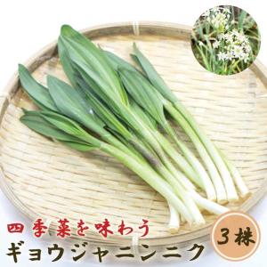 ギョウジャにんにく 3株 種株 種球根 家庭菜園 行者ニンニク にんにく 山菜 花の大和