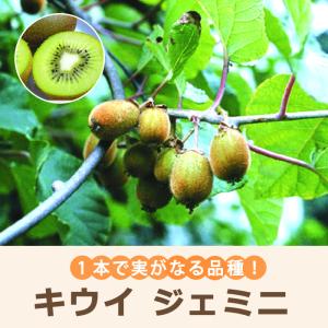 キウイ 苗木 【1本でも成る スーパーエメラルド】 1年生 接ぎ木