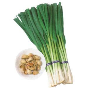【８月中旬より発送・早割】【 種 球根 葉にんにく 国産 100ｇ】 夏植え 葉 ニンニク 大蒜 野菜 ガーリック garlic 家庭菜園 栽培 花の大和