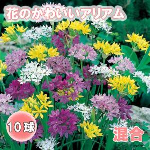 【10月上中旬より発送・早割】 花のかわいい アリアム アリウム 【 混合 】 球根 10球 秋植え 初心者向き 育てやすい ガーデニング 花の大和