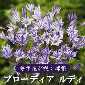 【10月上中旬より発送・早割】 ブローディア ルディ 球根 5球 植えっぱなし 秋植え 寄せ植え プランター 花壇 毎年花が咲く 花の大和