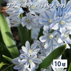 【10月上中旬より発送・早割】 プスキニア リバノチカ 球根 10球 植えっぱなし 秋植え 寄せ植え プランター 花壇 毎年花が咲く 花の大和